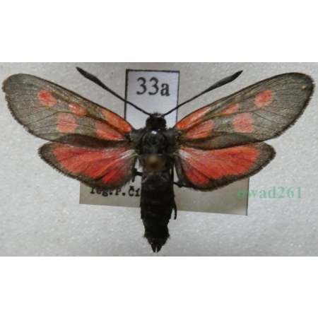 Zygaena viciae (Denis & Schiffermüller, 1775) Kraśnik wykowiec Czech33a